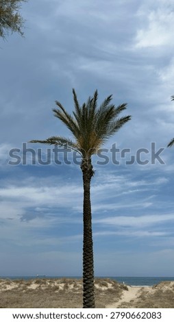 Single palm tree on sandy Mediterranean dunes under dramatic cloudy sky near the coast. Tropical summer landscape with sea horizon and natural scenery in Spain.