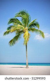 Single Palm Tree On A Tropical Beach