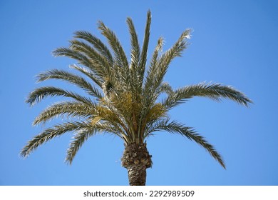 Single palm tree and sky in background