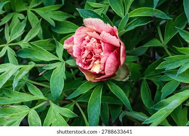 A single, partially opened peony bloom displays intricate layers of pink and yellow petals surrounded by vibrant green leaves, creating a serene garden scene