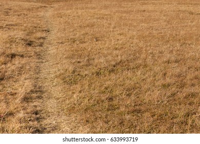 single path long an alpine meadow in Dolomites
