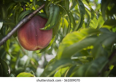 A Single Peach Hanging From A Peach Tree Branch