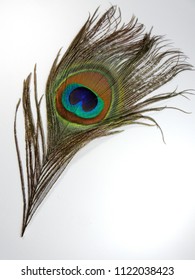 A Single Peacock Feather