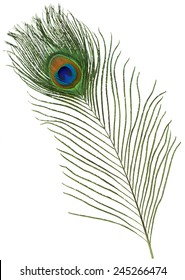 Single Peacock Feather