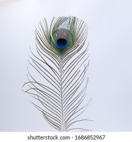 Single Peacock Feather On White Background
