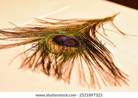 A single peacock feather, showcasing its vibrant green and blue iridescent eye, lies on a white surface, its delicate plumes fanning out gracefully