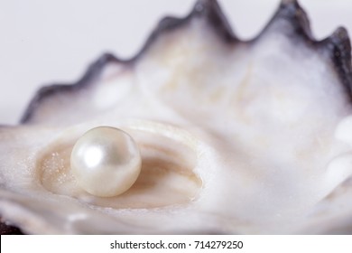 Single Pearl In An Oyster Shell 