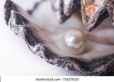 Single Pearl In An Oyster Shell 
