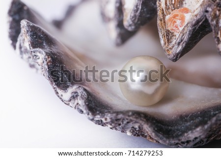Single pearl in an oyster shell 