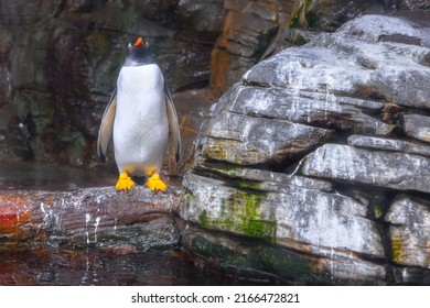 Single Penguin Standing On The Rock . Gentoo Penguin Habitat