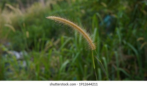 Single Pennisetum Setaceum Rubrum Grass