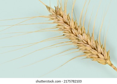 Single Piece Of Ripe Durum Wheat Grain