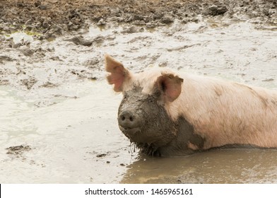 Single pig playing in the mud with thick nasty mud all over it's face at an agricultural farm