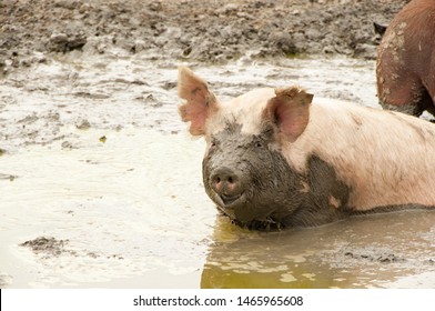 Single pig playing in the mud with thick nasty mud all over it's face at an agricultural farm