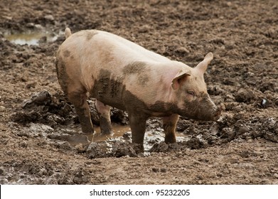 single pig playing in the mud with thick nasty mud all over it's face at an agricultural  farm