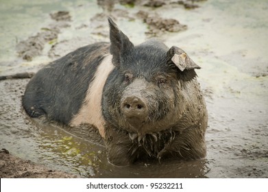 single pig playing in the mud with thick nasty mud all over it's face at an agricultural  farm