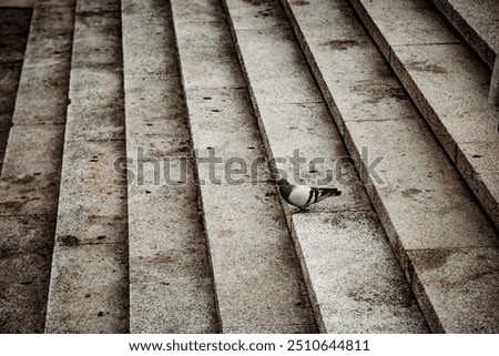 Similar – Image, Stock Photo street bird Animal Facade