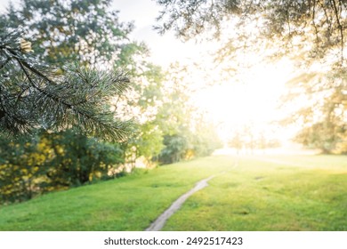 A single pine branch frames a path that winds through a grassy meadow in a lush forest, bathed in the soft light of the rising sun. - Powered by Shutterstock