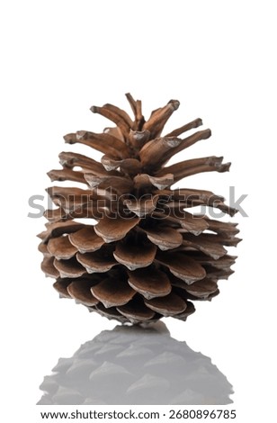 Single pine cone casting a shadow on a clean white background. Ideal for nature photography, seasonal decor, and minimalistic compositions.