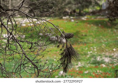 A single pine cone dangles from a dry, twiggy branch, set against a soft-focus backdrop of green grass dotted with small red wildflowers