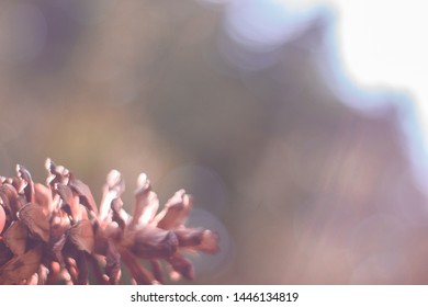Single pine cone in front of blurred background. Christmas concept.