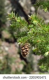 Single Pine Cone Hangs From An Evergreen Pine Branch.