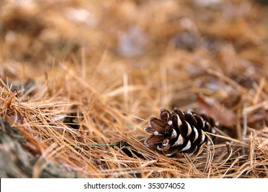 A Single Pine Cone Is Laying On Fallen Pine Needles, Framing A Blurred Forest Floor Background.  Shallow Depth Of Field.