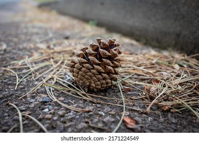 A Single Pine Cone Laying In A Road By A Kerb Along With Significant Numbers Of Pine Needles