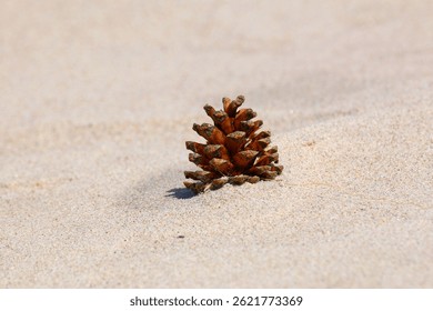 Single Pine Cone on Sandy Beach – Minimalist Nature Still Life with Organic Texture and Summer Light