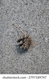 Single Pine Cone Resting On Forest Ground