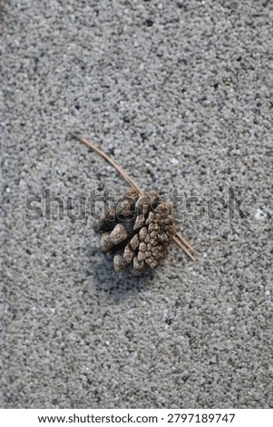 Single Pine Cone Resting On Forest Ground