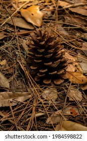 Single Pine Cone Sitting On Top Of A Pile Of Fallen Leaves And Pine Needles In A County Park In Clearwater, Florida. 