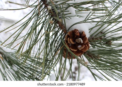 Single Pine Cone In The Snow