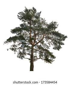 Single Pine Isolated On White Background