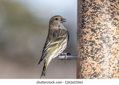 Single Pine Siskin Perched On A Bird Feeder