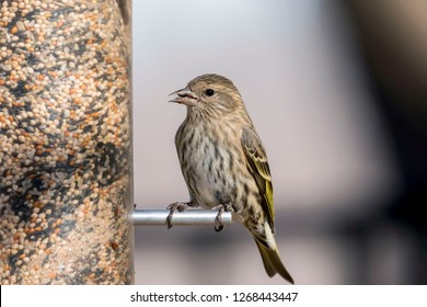 Single Pine Siskin Perched On A Bird Feeder