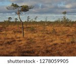 Single pine tree in bog