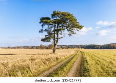 Single pine tree by a dirt road in the countryside