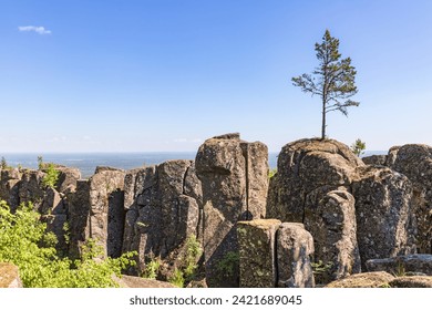 Single pine tree growing on to of a rock