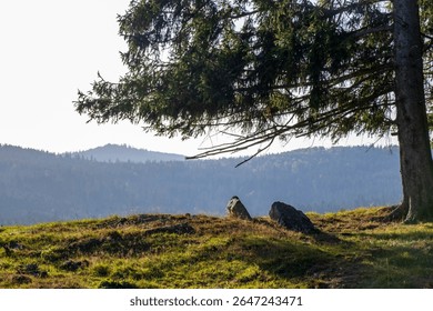 A single pine tree growing on a grassy mountain slope among large rocks, with forested hills in the background. Peaceful alpine nature scene.