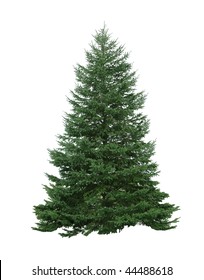 Single Pine Tree Isolated On White Background