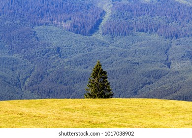 Single pine tree in mountains on horizon, alpine landscape. Green fresh pasture in Carpathain mountains. Lonely tree far away from forest. Sunny bright summer day.