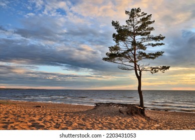 Single Pine Tree Near Sea At Sunset