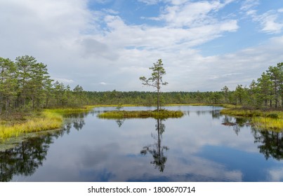 Single pine tree on tiny island in wetland pool in Estonia. Sky reflection in typical marsh hollows. Symmetry created by mirroring of trees and clouds in moorland lake. Viru Raised Bog.