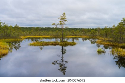 Single pine tree on tiny island in swamp pool in Estonia. Sky reflection in typical marsh hollows. Symmetry created by mirroring of trees and clouds in moorland lake. Viru Raised Bog.