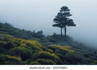 Single pine tree standing in a foggy landscape. 3d rendering