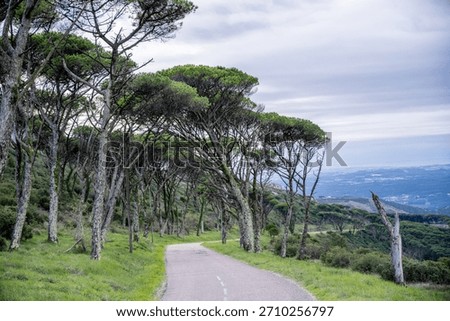 A single pine tree stands before a limestone cliff face above dense green vegetation.