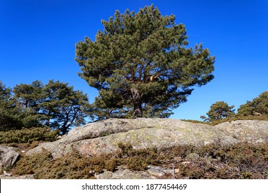 Single pine tree sticking out between the rocks in the Navacerrada mountain in Madrid
 - Shutterstock ID 1877454469