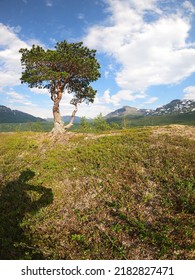 Single Pine Treen On Mountain