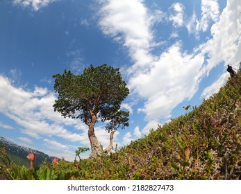 Single Pine Treen On Mountain